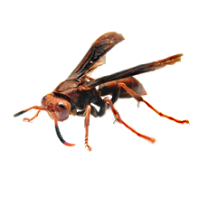 Marimbondo